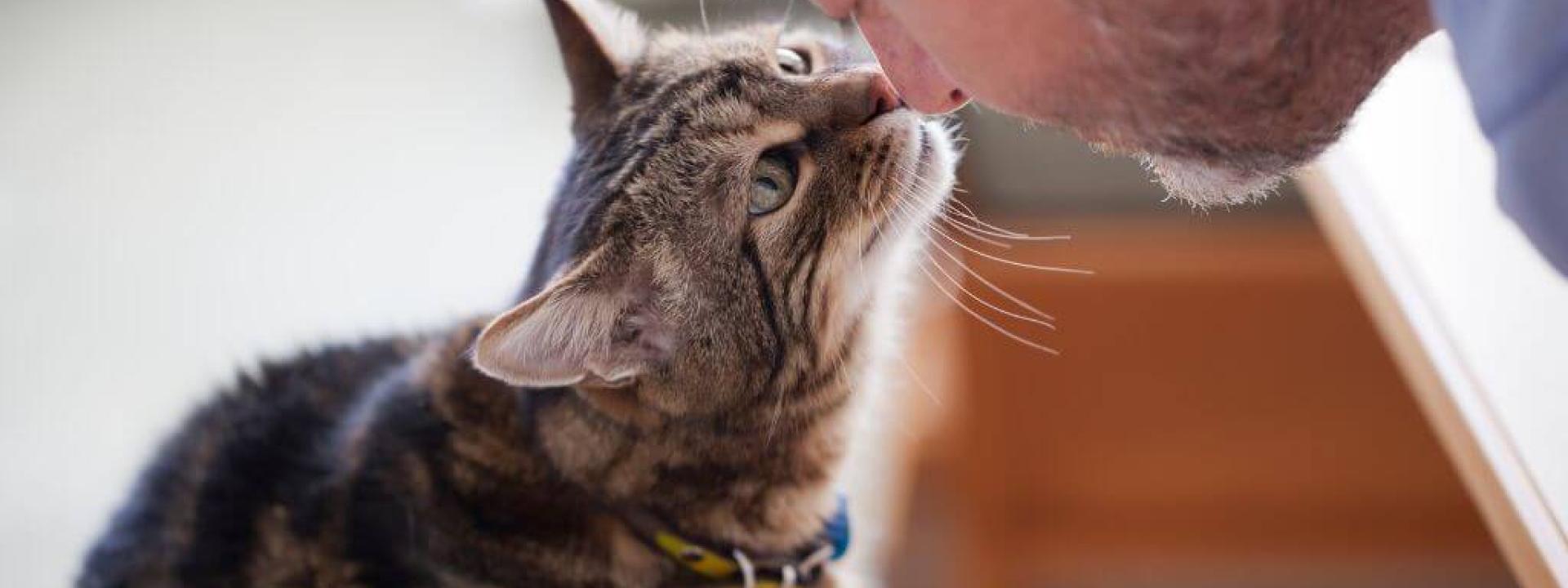 Cat giving an owner a kiss on the nose.