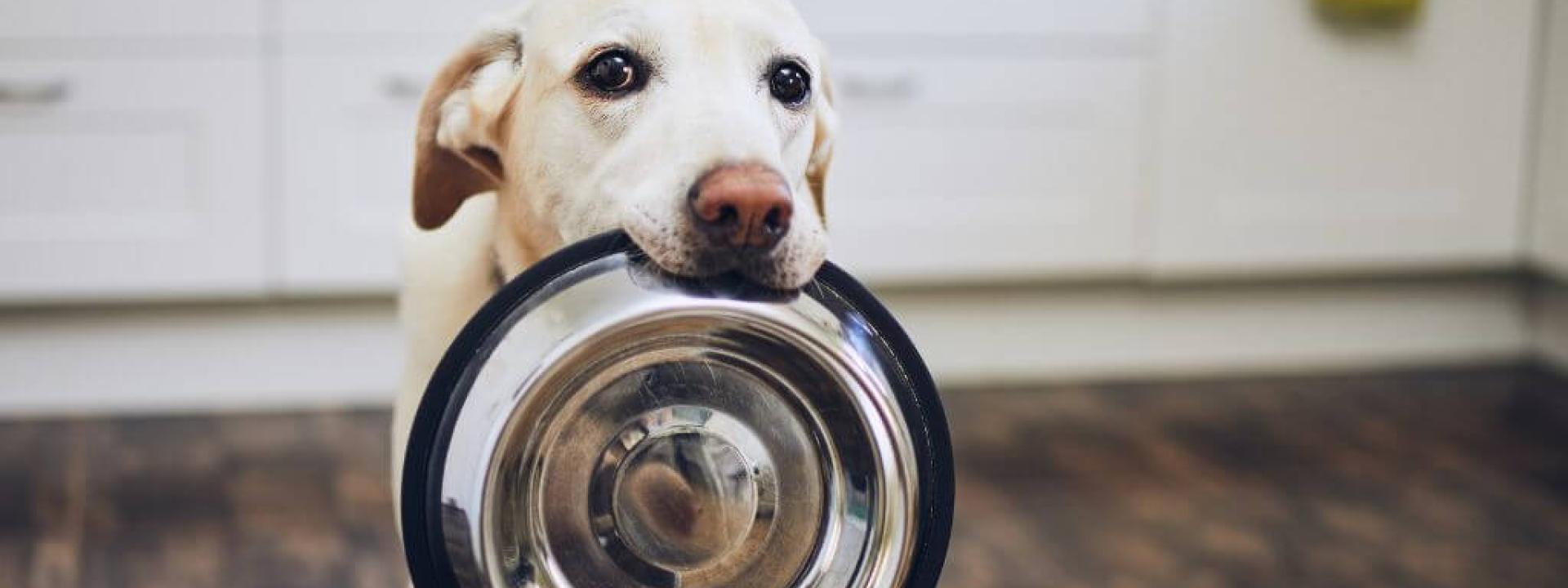 A dog in the kitchen holding its food bowl in its mouth.