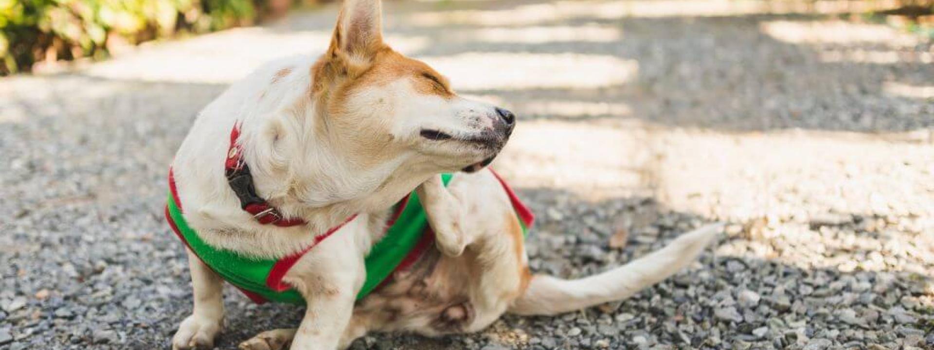 A dog itching due to dog dermatology and dog allergy issues.