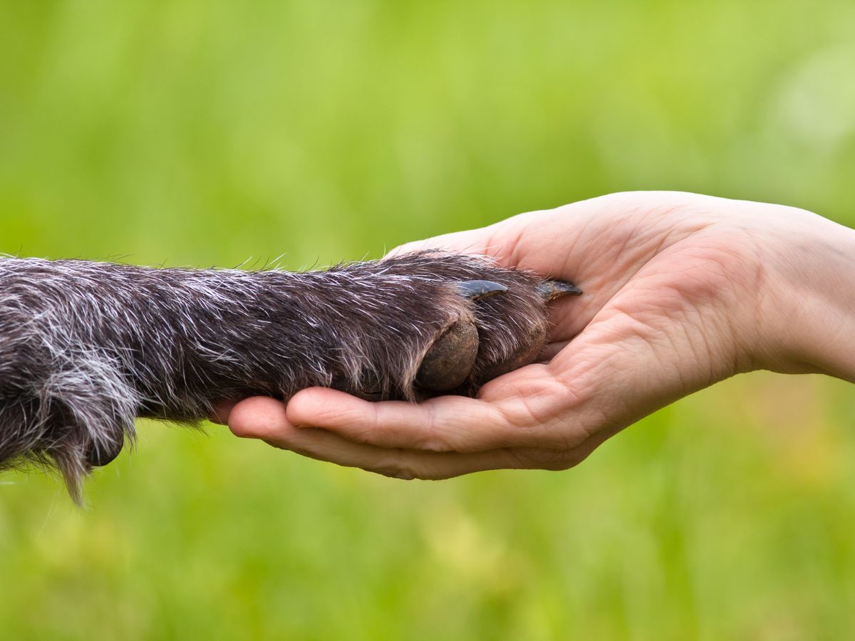 closeup of senior dog paw being held by human hand outdoors