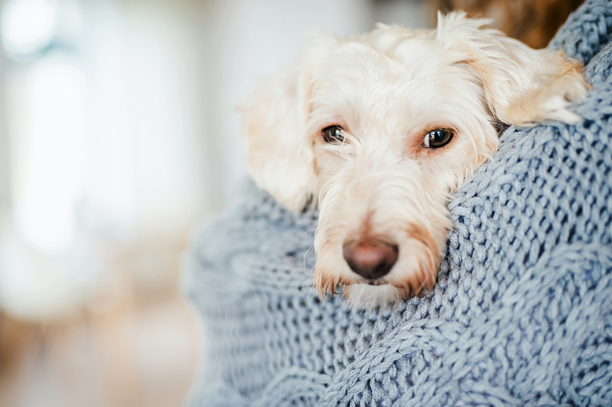 A small cream-colored dog with expressive eyes snuggled in a soft, light blue knitted blanket.